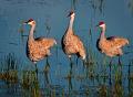 289 - SH CRANES IN MORNING LIGHT - GAUL VIKI - canada